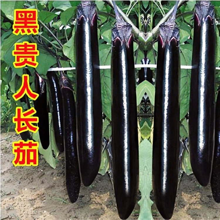 【1月份到12月份蔬菜花卉耐热种子】子种子黑紫色长茄四季易种活阳