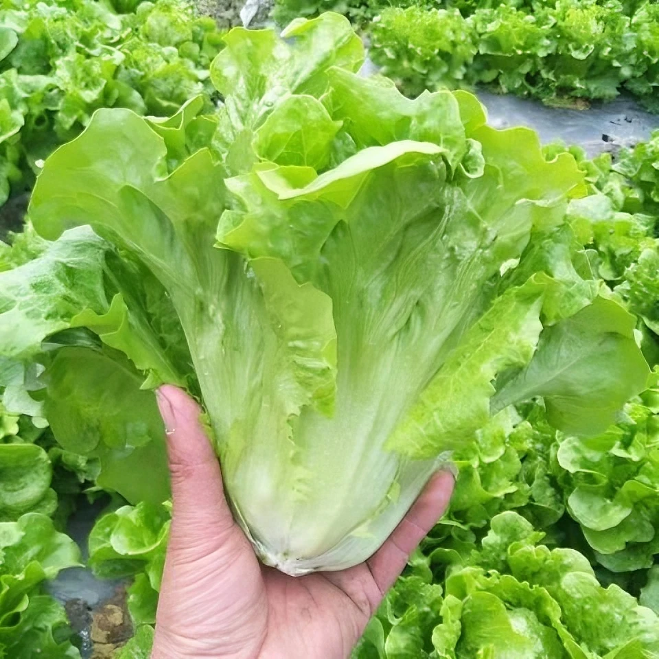 【1月份到12月份蔬菜花卉耐热种子】全水培种籽四季种籽孑菜籽农家