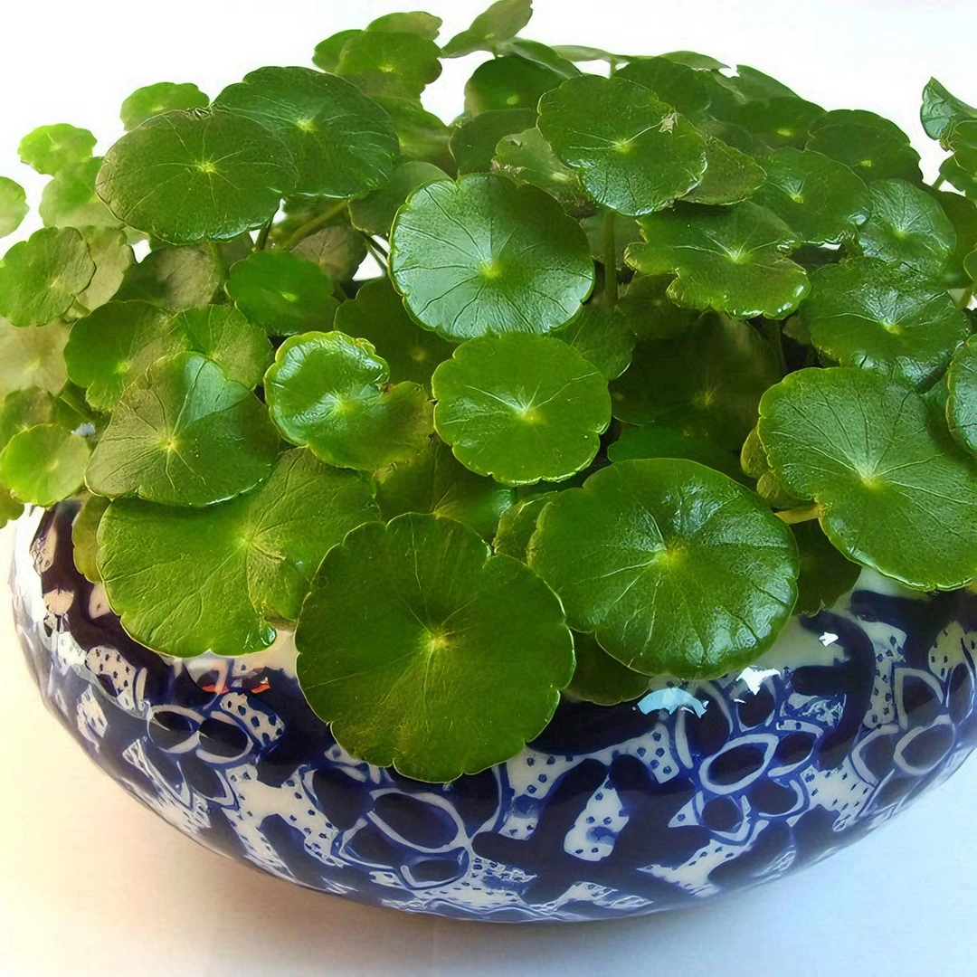 【1月份到12月份蔬菜花卉耐热种子】叶子水养种种籽水培植物花卉招