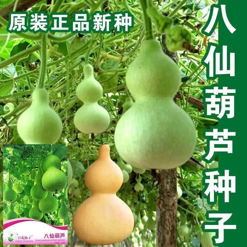 【1月份到12月份蔬菜花卉耐热种子】酒仙葫芦瓜种子庭院盆栽爬藤观