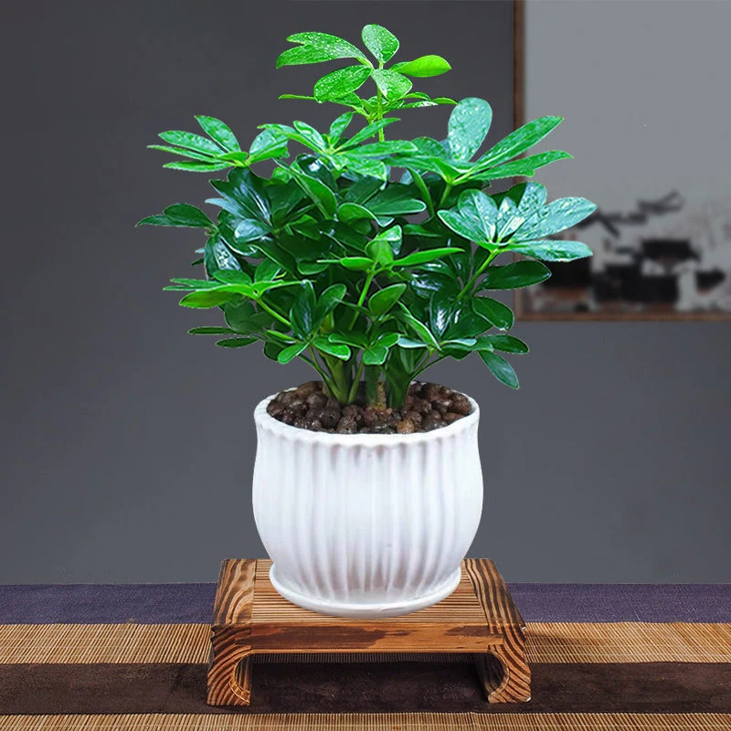 四季常青八方来财鸭脚木办公室饱满桌面盆栽发财树苗翠绿环保精选