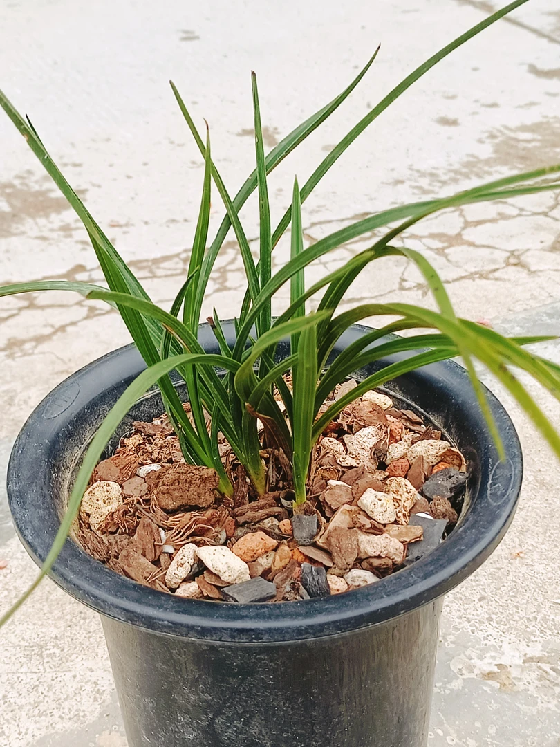 这是一颗惠兰小矮惠，五连苗，黑皮木纹草质