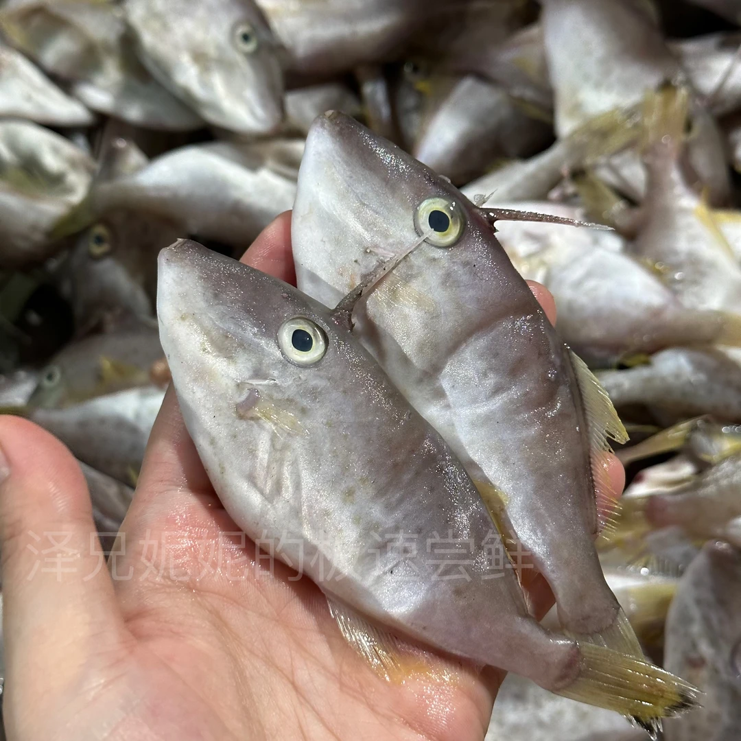 野生迪仔鱼 剥皮鱼 椒盐煮粥煮汤绝绝子！有帮杀好！