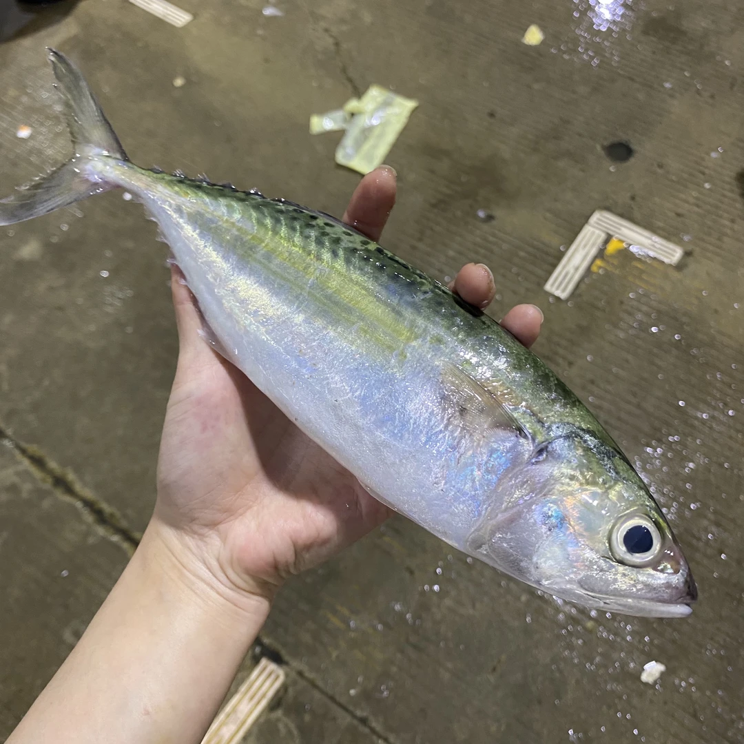 汕尾本港野生白面鱼 肚腩薄容易露刺介意谨慎下单