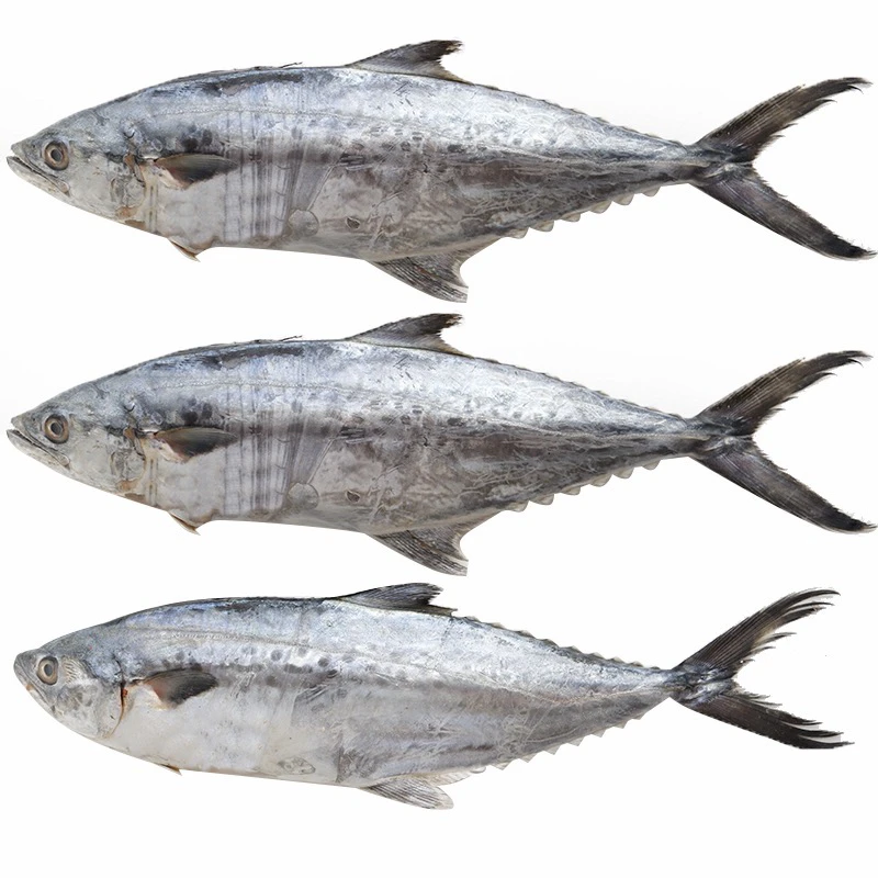 汕尾本港野生海鱼白腹马胶，马胶中的爱马仕！