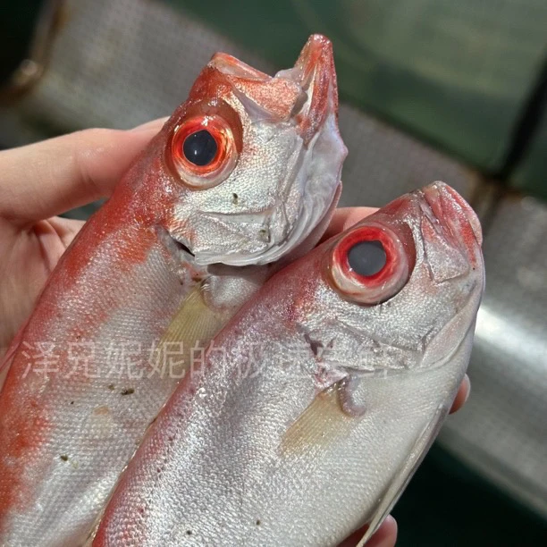 （小惠）野生小船红木连 红木连番茄汤超好吃