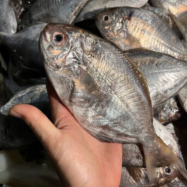 【泽兄妮妮精选】本港野生南昌鱼 肉鲫鱼