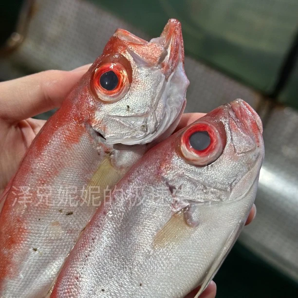 本港野生小船红目连