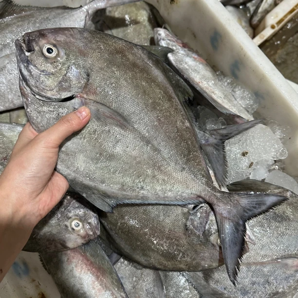 汕尾本港野生乌昌鱼