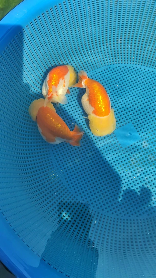 兰寿金鱼观赏鱼冷水鱼易养耐活活体淡水鱼