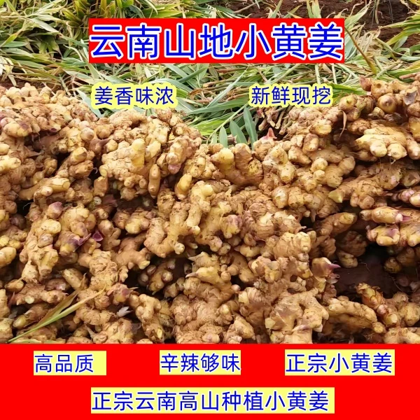 正宗云南小黄姜辛辣香味足现挖现发高山种植包邮到家