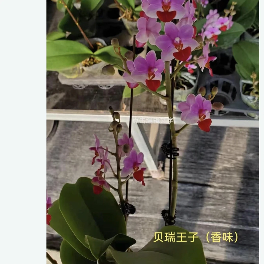 贝瑞王子蝴蝶兰盆栽3.5寸杯小型开花带花苞款