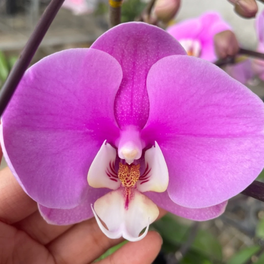 安娜蝴蝶兰苗适合室内装饰陈设