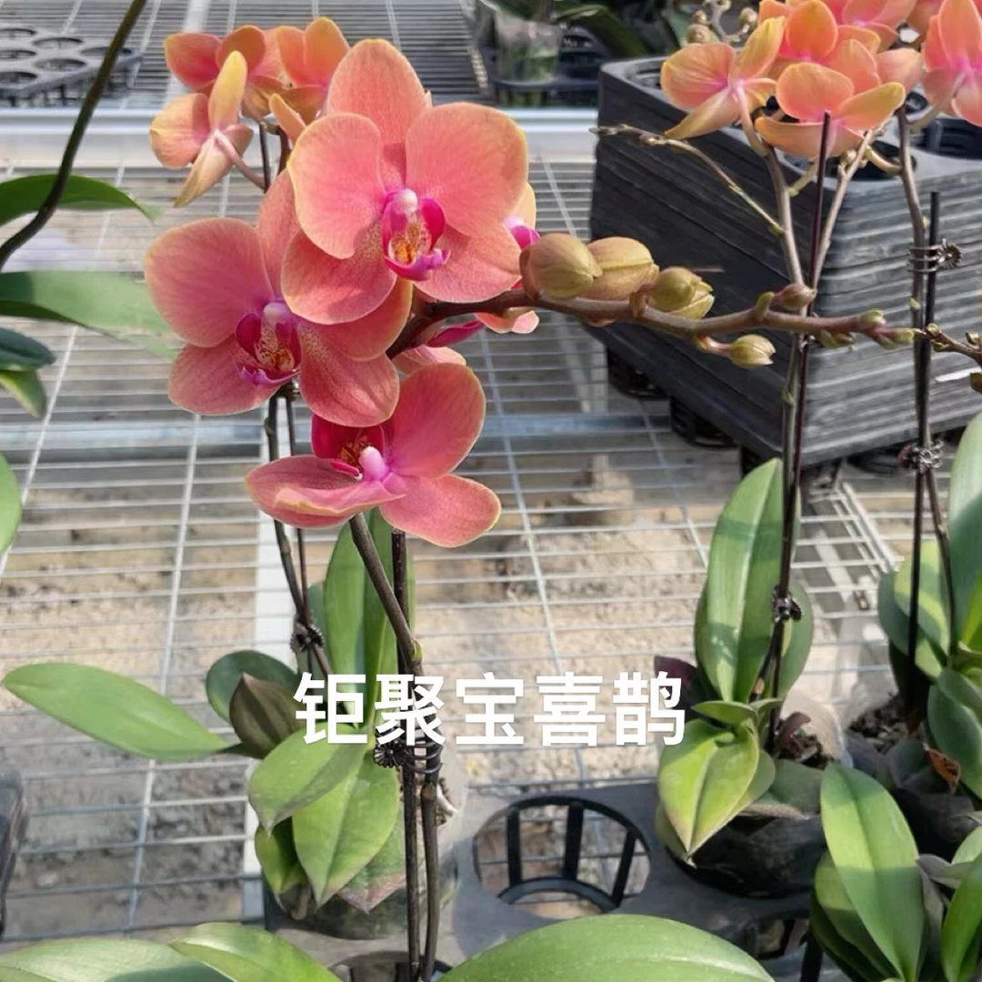 钜宝喜鹊蝴蝶兰苗3.0