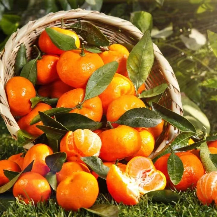 贵州余庆特产——红金橘果园现摘现发（2500g)