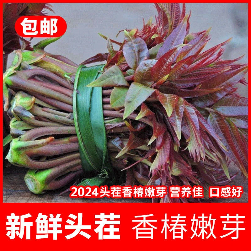 【顺丰包邮】现摘新鲜红香椿芽新鲜香椿露天香椿春芽新鲜香椿芽蔬菜