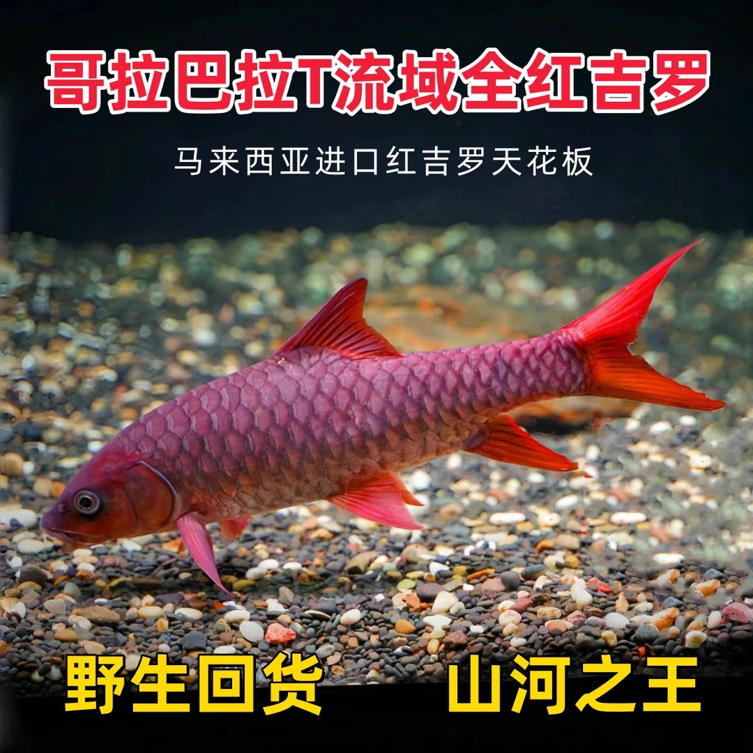 【直播专用吉罗鱼改价链接】哥拉巴拉吉罗鱼观赏鱼