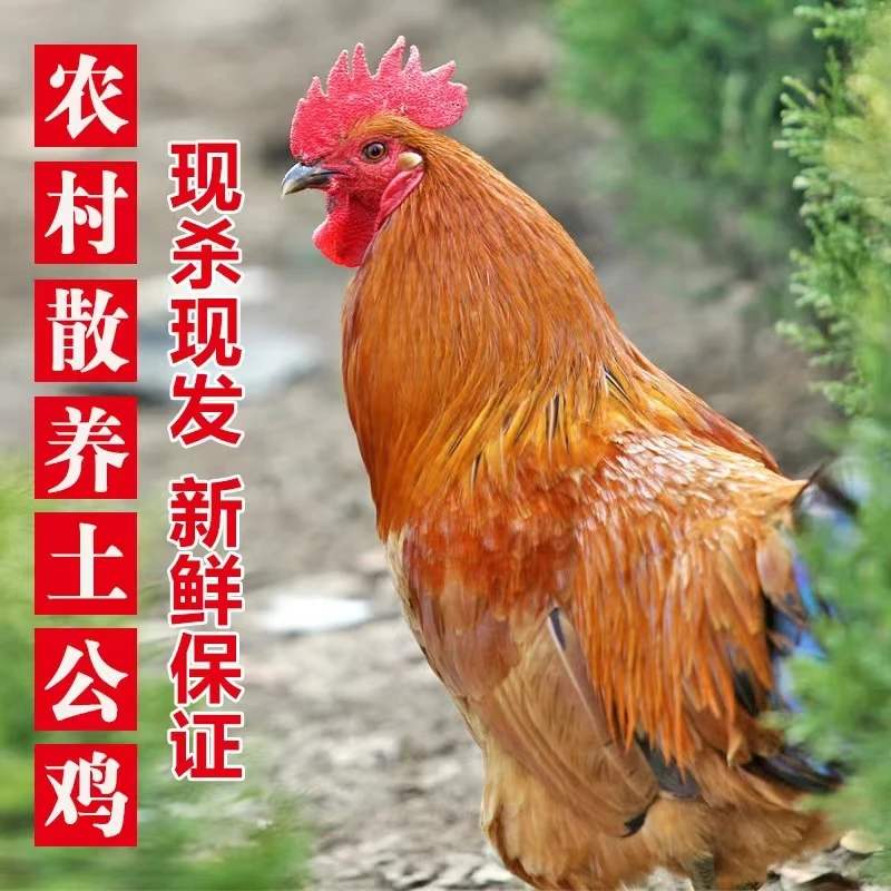【小邢哥1】散养公鸡现宰现发买1送2共3只顺丰包邮每只净重1.7斤