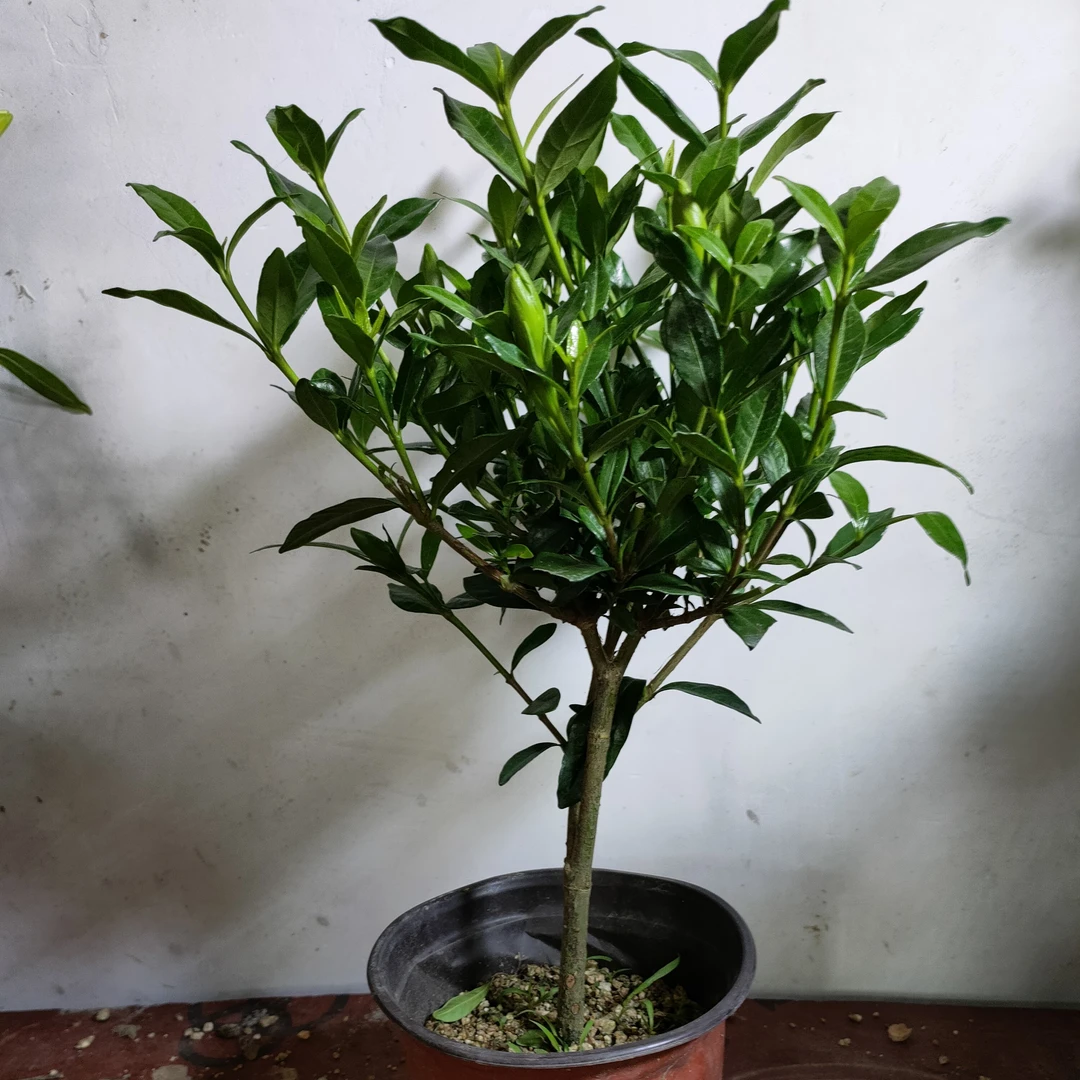 【小颗型】小叶栀子花独杆棒棒糖颗型四季花卉好养活盆景阳台庭院