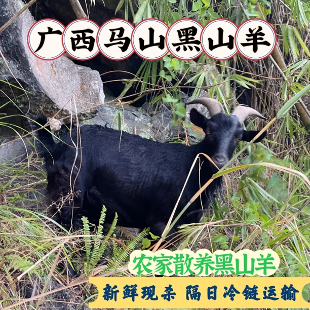 广西马山黑山羊农家散养 祛骨羊肉纯肉二斤起包邮