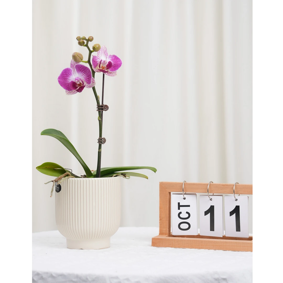 精品蝴蝶兰 【天堂鸟】 室内盆栽 新手可入