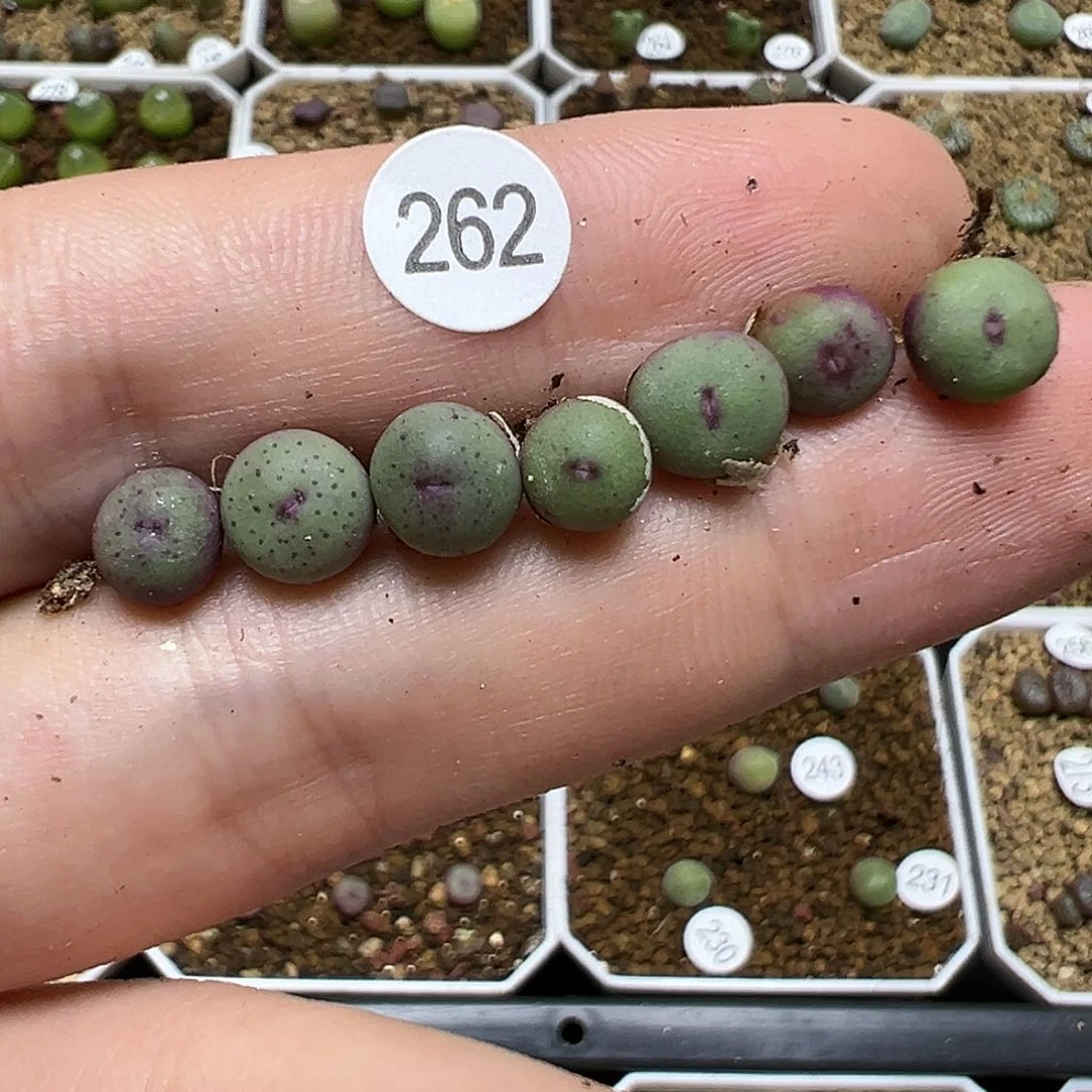 中型嘴0.6～0.75cm7颗（脱土）262