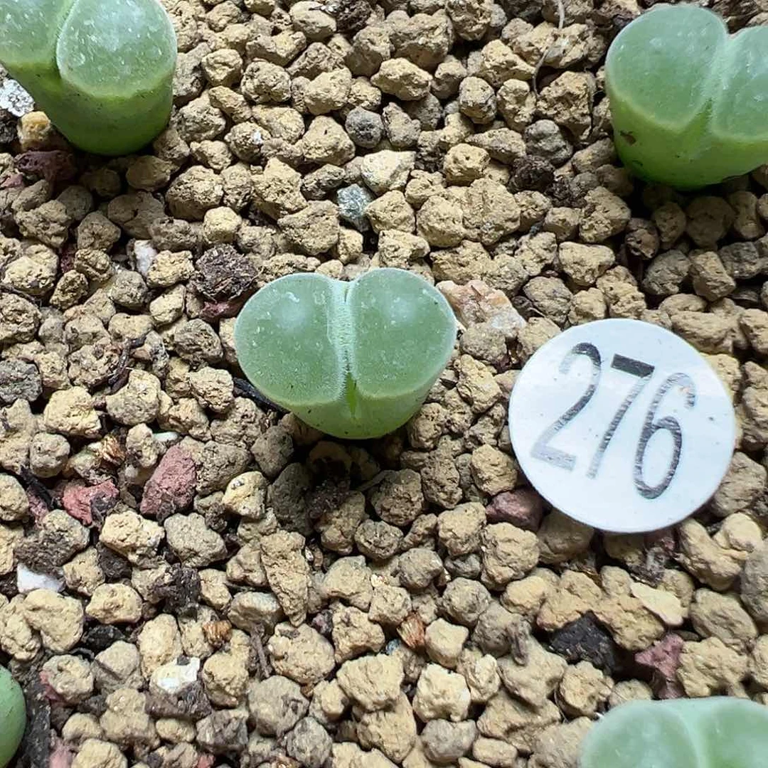 1802.84极窗风铃1颗（脱土）276