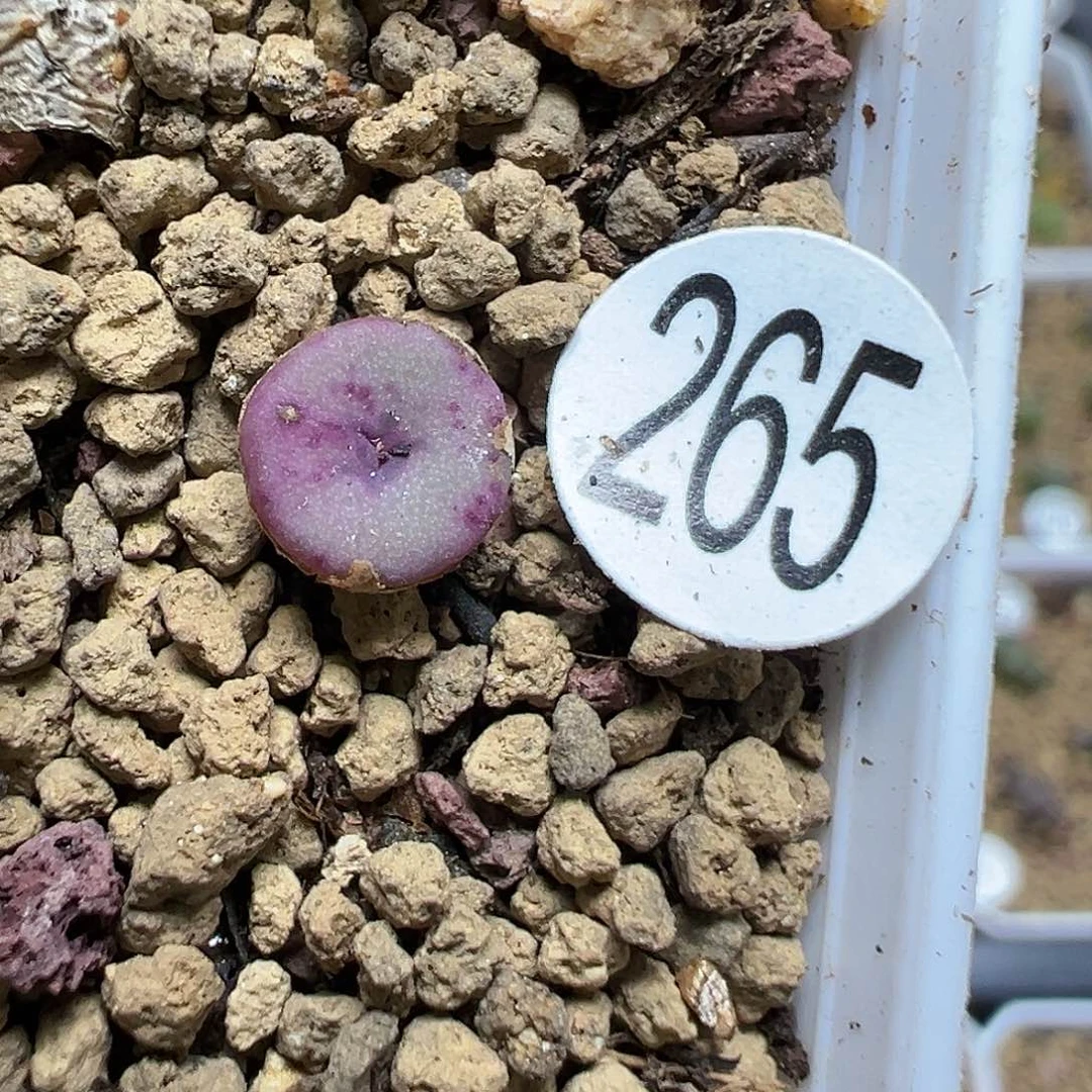 十字纽扣奔0.6cm1颗（脱土）265