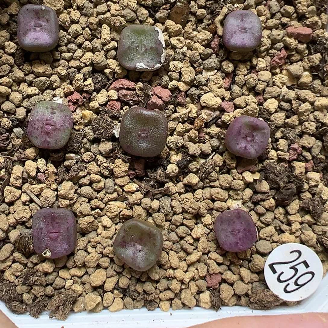 方碗9颗（脱土）259