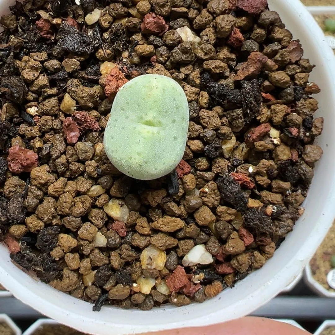 绿豆糕1.3cm1颗（脱土）