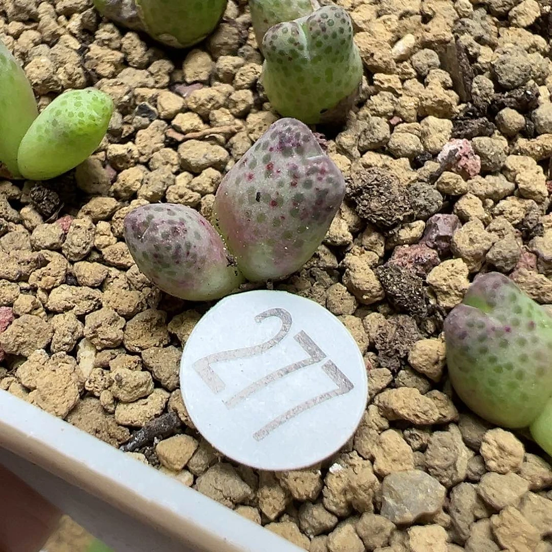 955d斑马双头1颗(脱土)277
