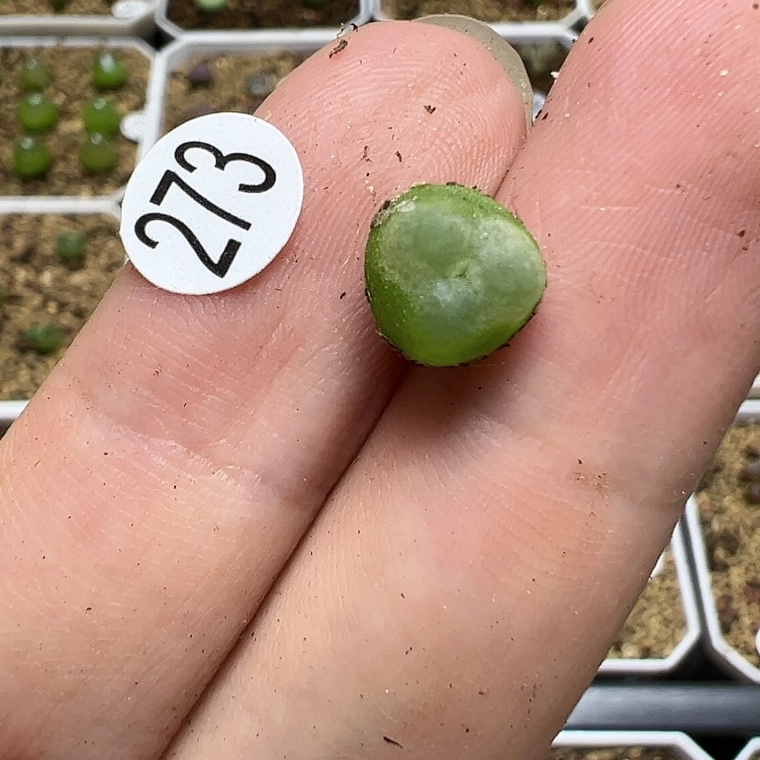 拉登奔0.85cm1颗（脱土）273