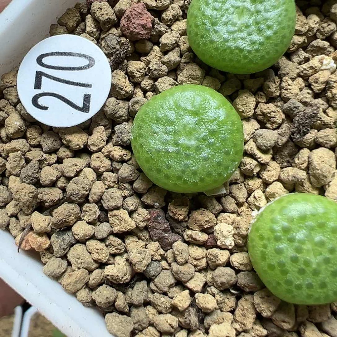 大型青团1cm一颗（脱土）270
