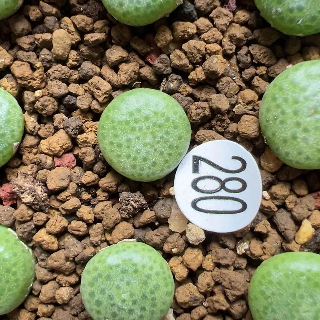 青团1cm一颗（脱土）280