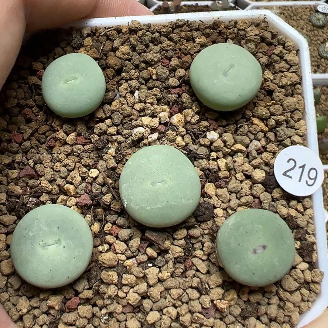 Sub嘴1.4～1.5cm5颗（脱土）219