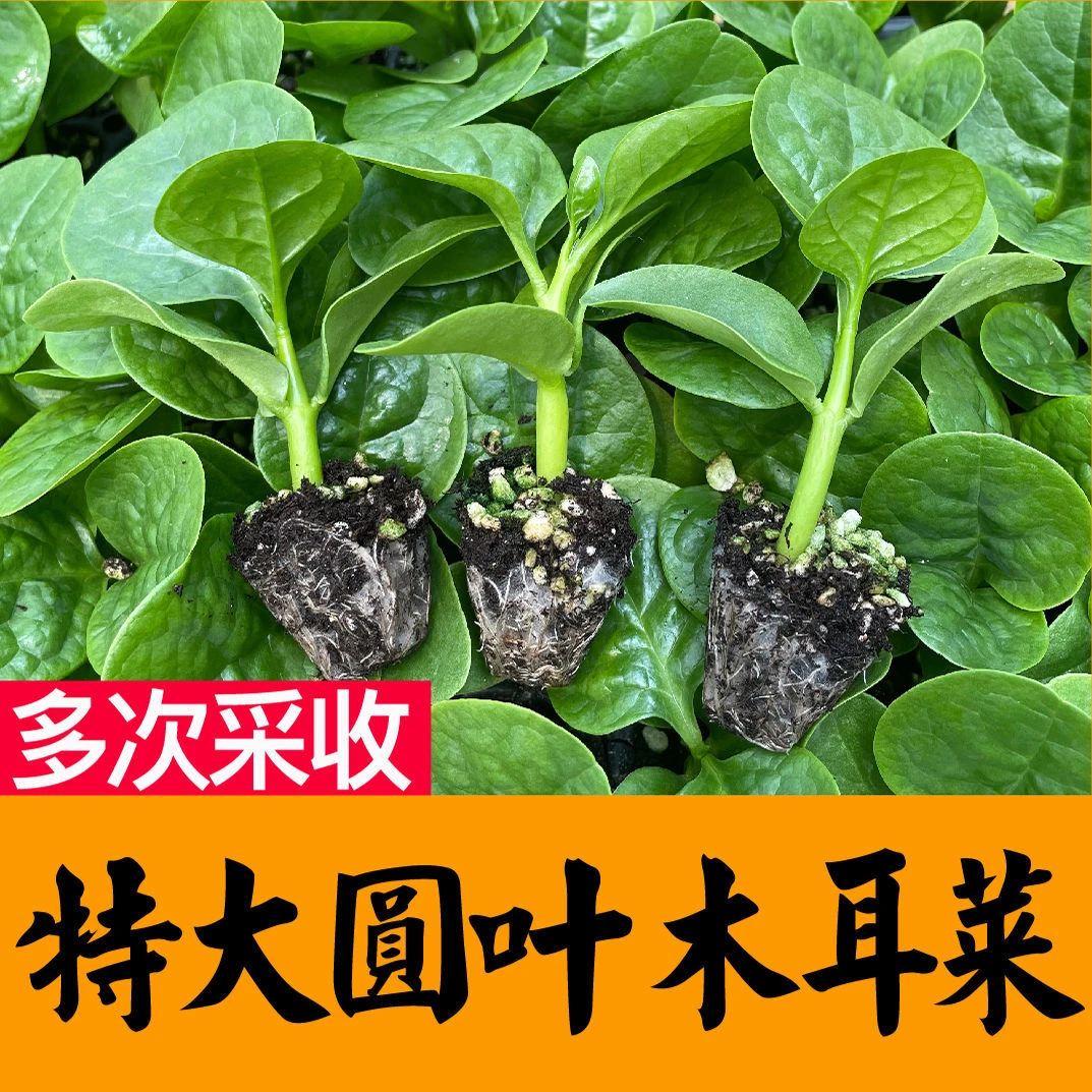 特大圆叶木耳菜秧苗山东寿光蔬菜苗豆腐菜种子籽四季盆栽带土发货