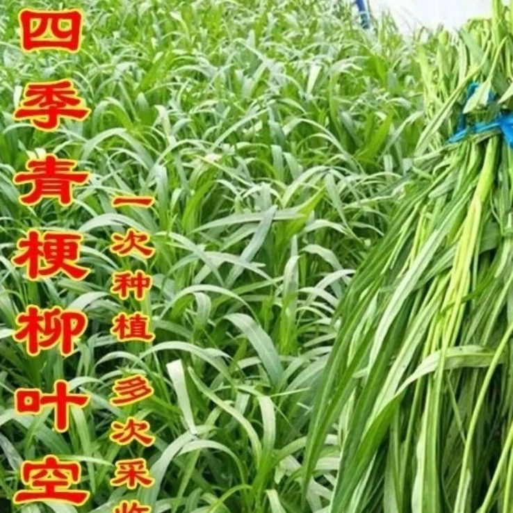 柳叶空心菜种籽四季播阳台农家田园春夏季尖叶空心菜蔬菜种子