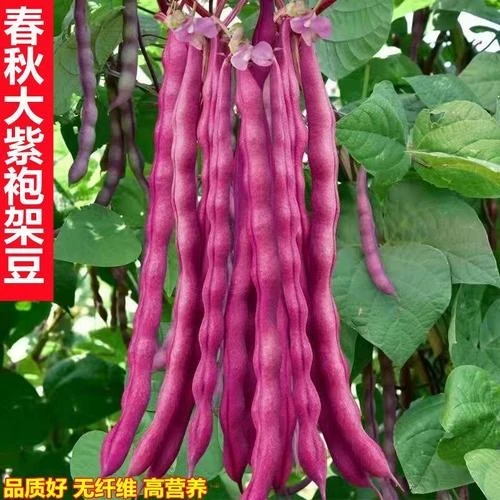 大紫袍架豆种子无筋大红袍豆角种子芸豆耐寒红皮四季豆角蔬菜种子