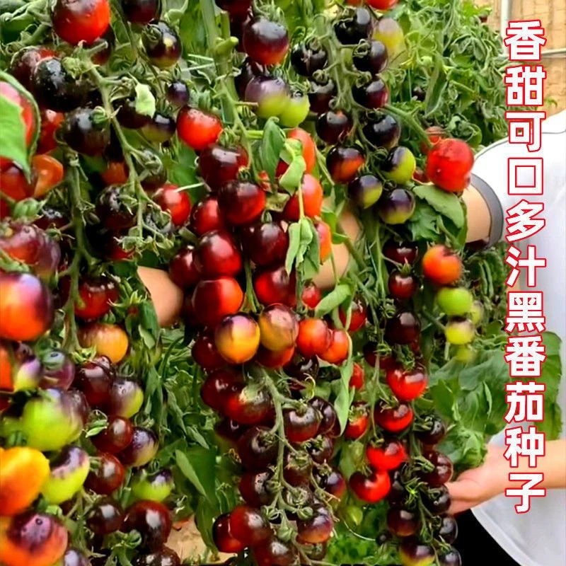 糖水黑番茄种子黑西红柿种苗种籽小番茄耐热耐寒阳台盆栽蔬菜种孑