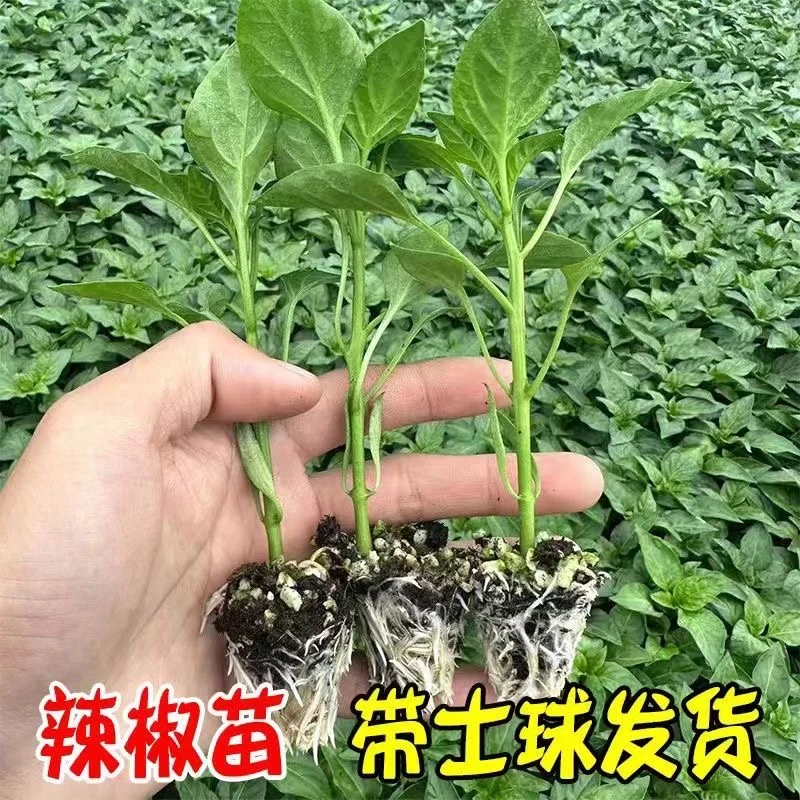 高产辣椒苗蔬菜苗薄皮椒虎皮椒泡椒苗正宗庭院四季阳台秧苗青椒