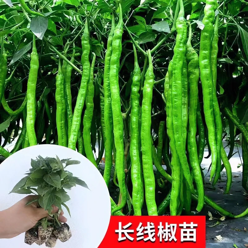 【四季线椒苗】长带土高产蔬菜苗辣椒秧苗家庭阳台种植盆栽