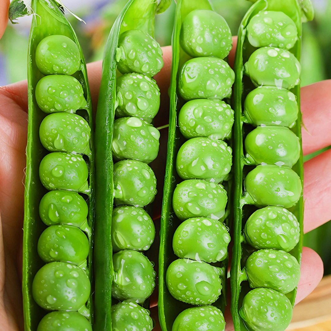 云南豌豆新鲜带壳鲜嫩青豌豆荚带壳嫩甜豌豆应季蔬菜1-5斤饱满