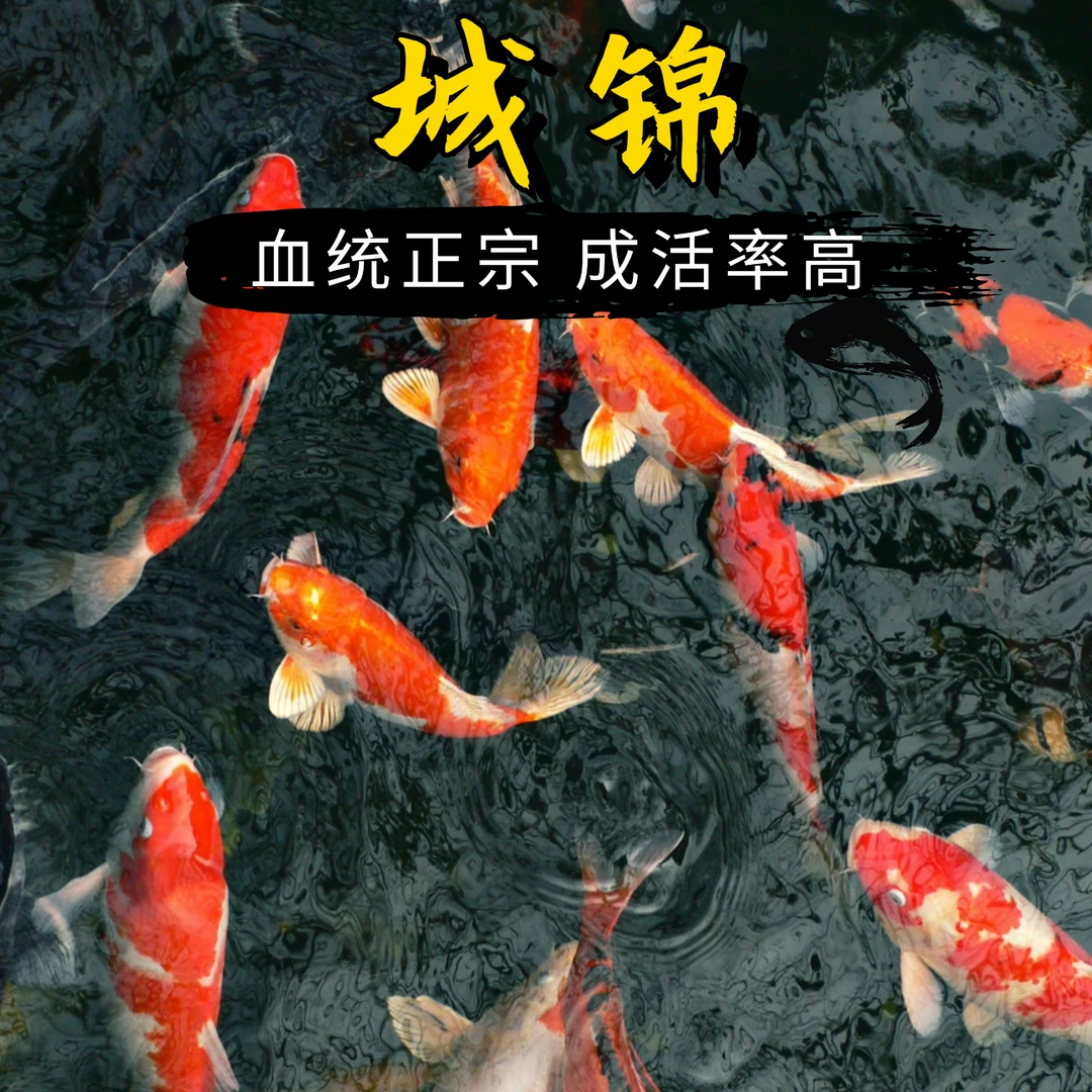【30-35公分2条混色】日本血统锦鲤纯种专属直播小鱼锦鲤观赏鱼