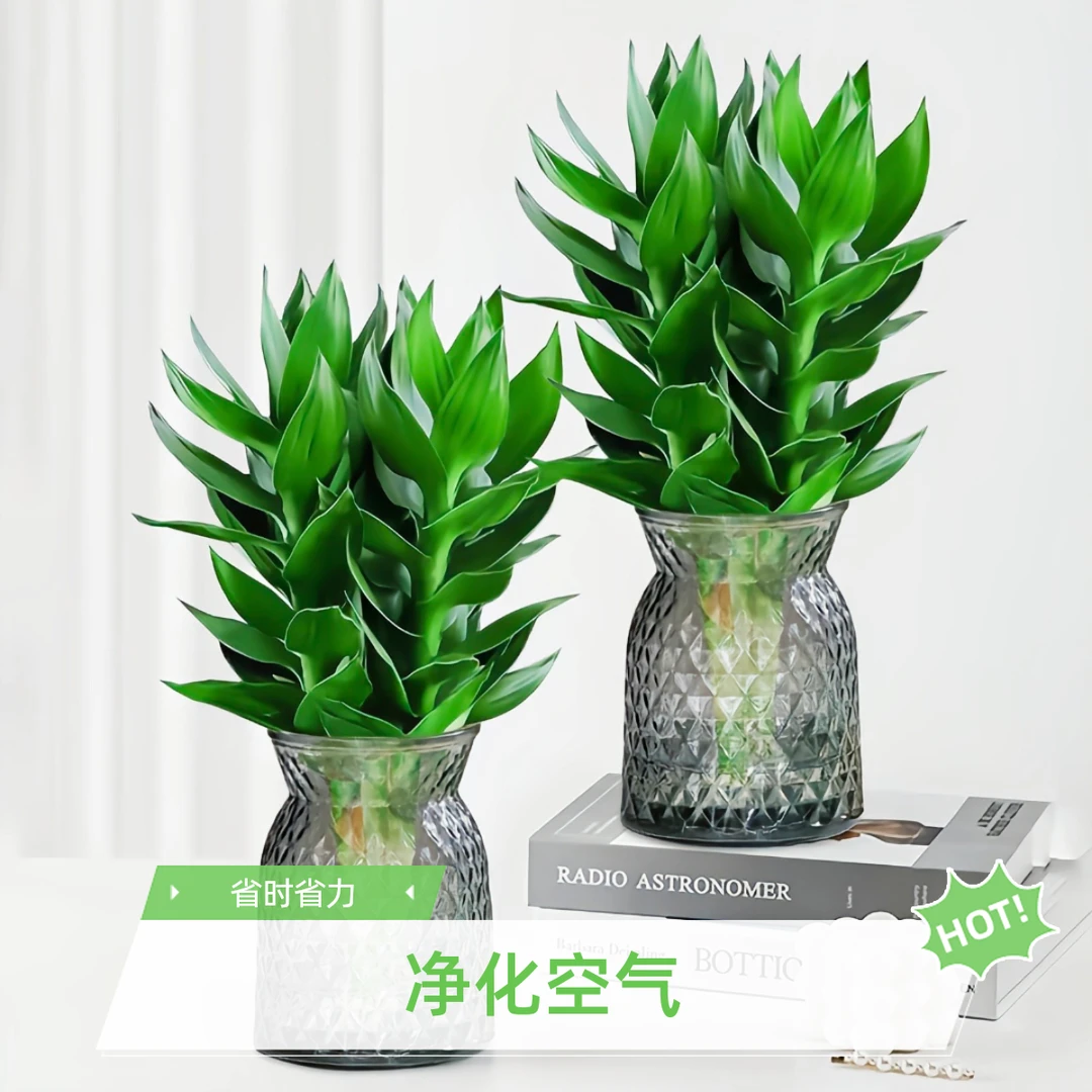 【买一送一】观音竹富贵竹水培绿植好养盆栽植物懒人易活小鱼儿专属