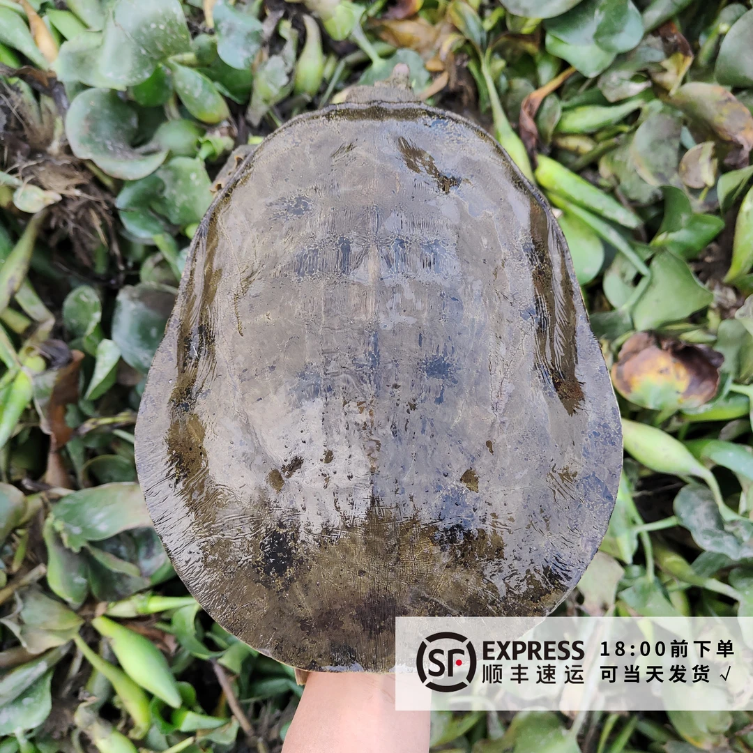 生态黑花甲鱼外塘冷水散养精品白底熊猫底花鳖黄花水鱼团鱼