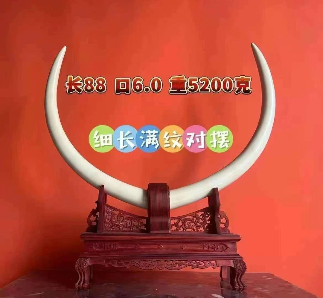 【直播间专拍】摆件 专拍改价链接 私自拍下无效不发货