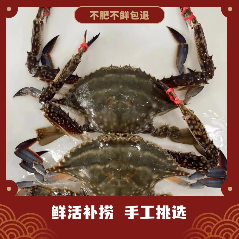 公飞蟹【直播现称】保鲜不包活，不保腿甲全