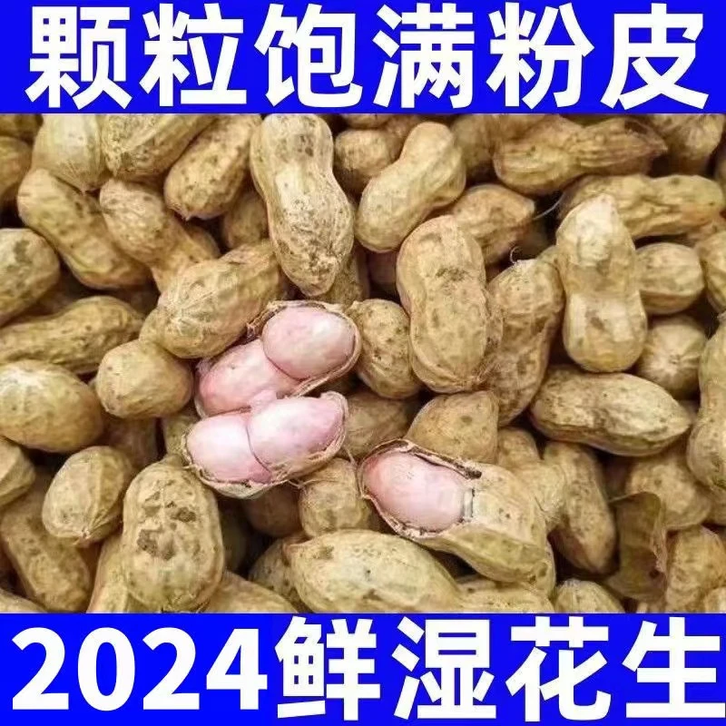 2024年新鲜带壳湿花生现挖农家自种小颗粒带泥嫩花生粉白米鲜花生