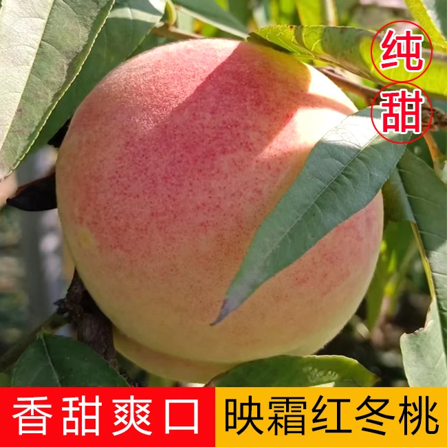 【顺丰包邮】L山东映霜红冬桃脆桃香甜爽口脆甜新鲜现摘现发4-5斤