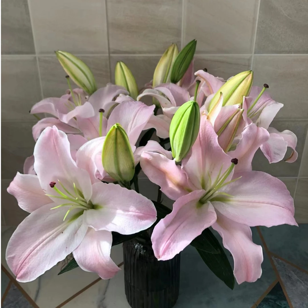 【香水百合】初恋 玫粉色 清香型 （高级 清纯 友谊）